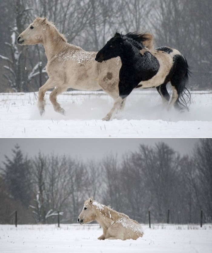 Konji uživaju u snijegu
