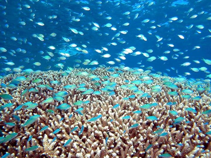 Prometna gužva na Velikom koraljnom grebenu