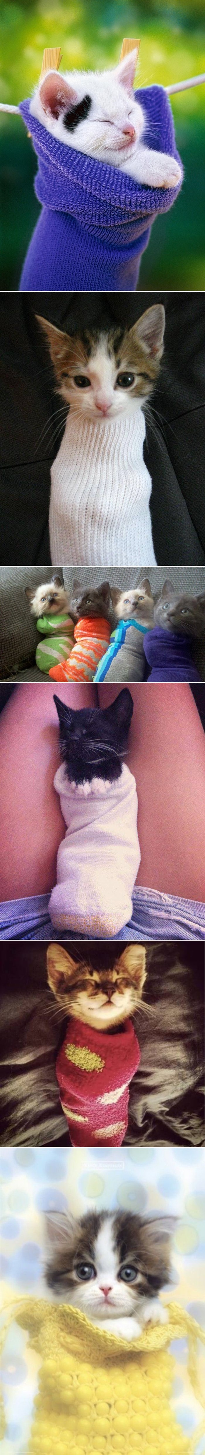Galerija: Pospane mace u čarapicama