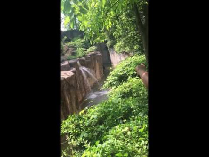 Objavljen CIJELI video gorile i dječaka u zoou - što biste vi učinili?