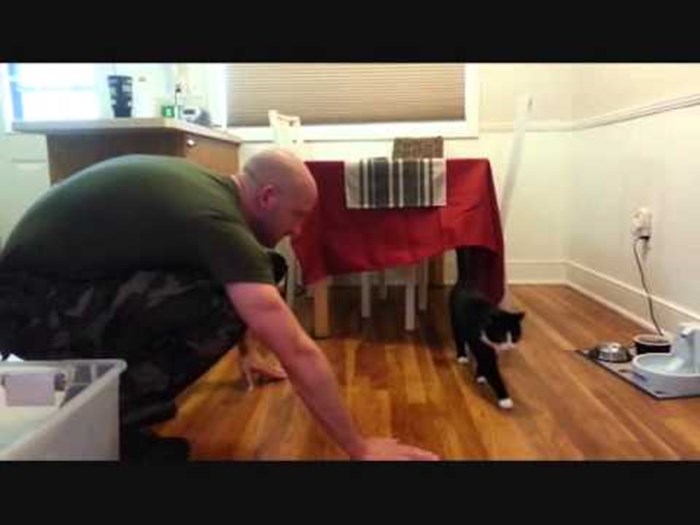 VIDEO: Mačke dočekuju vojnike iz službe, ali nešto ne štima