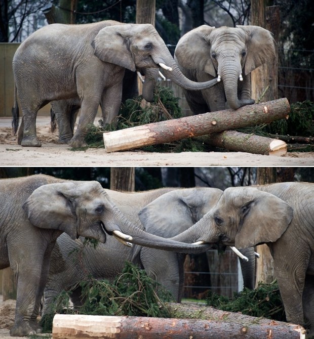 Kad se male surle slože, sve se može