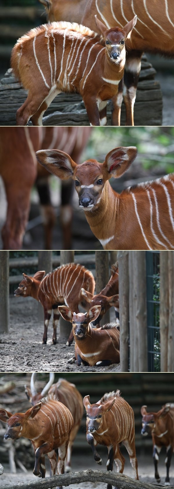 Berlinski ZOO pun slatkih malih prugastih antilopa