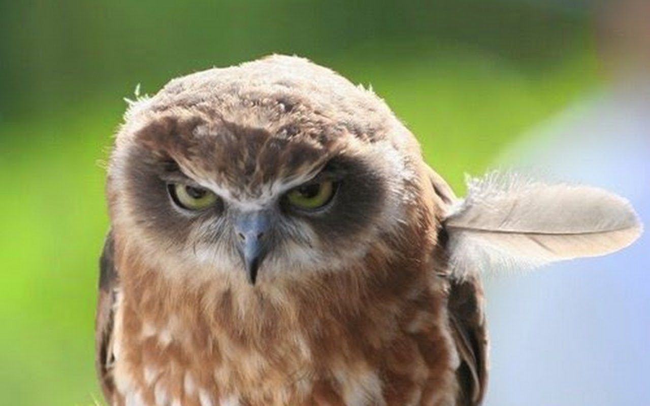 Poglavica: Sova koja sjedi..