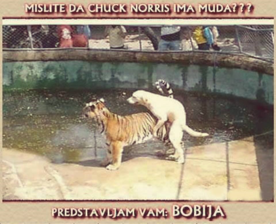 Chuck Norris ima psa?