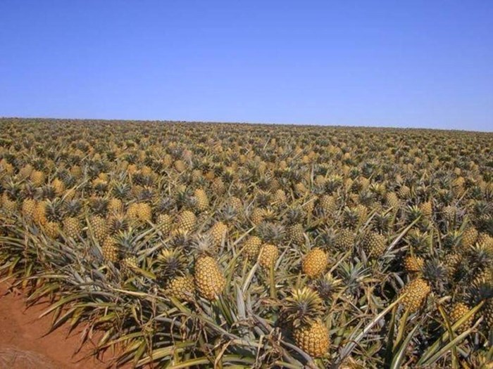 Ako ste se pitali kako rastu ananasi...