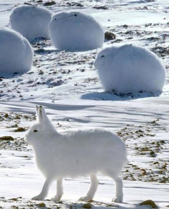 Otkriven arktički zecopas?