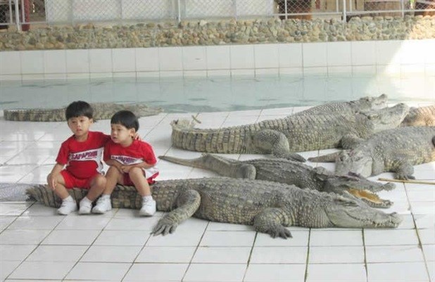 TopŽivotinje 2014: Ma neće, neće, igrali bi se samo..