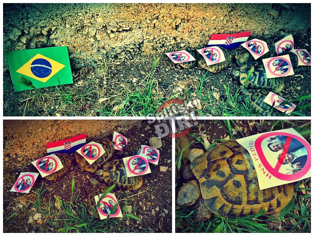 Splitske kornjače providnošću prognozirale pobjedu Hrvatske!