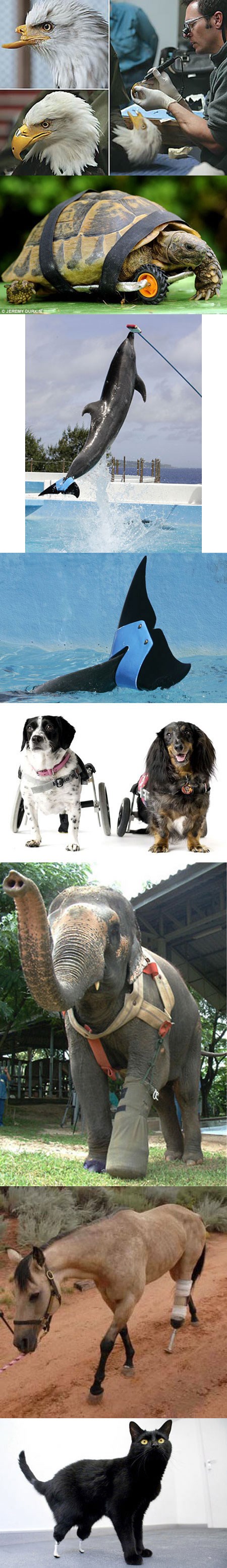 Životinje s protezama: Koristimo znanje u prave svrhe!