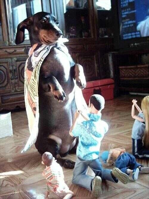 Pseća maštarija: Ljudi ga mole za život