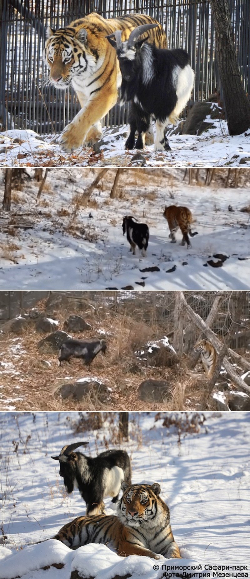 Tigar Amur i dalje frend s jarcem Timurom, kojeg je odbio pojesti!