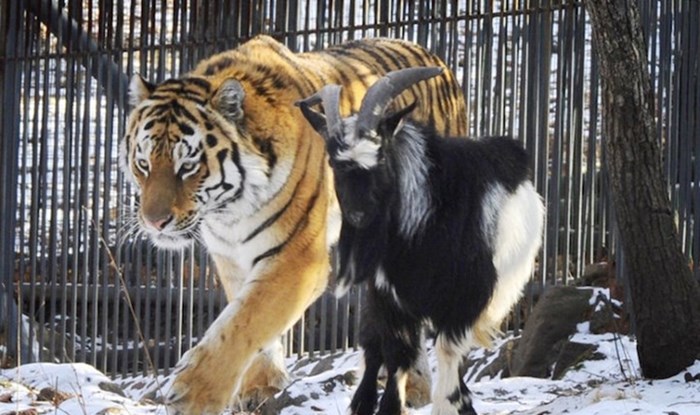 Tigar Amur i dalje frend s jarcem Timurom, kojeg je odbio pojesti!