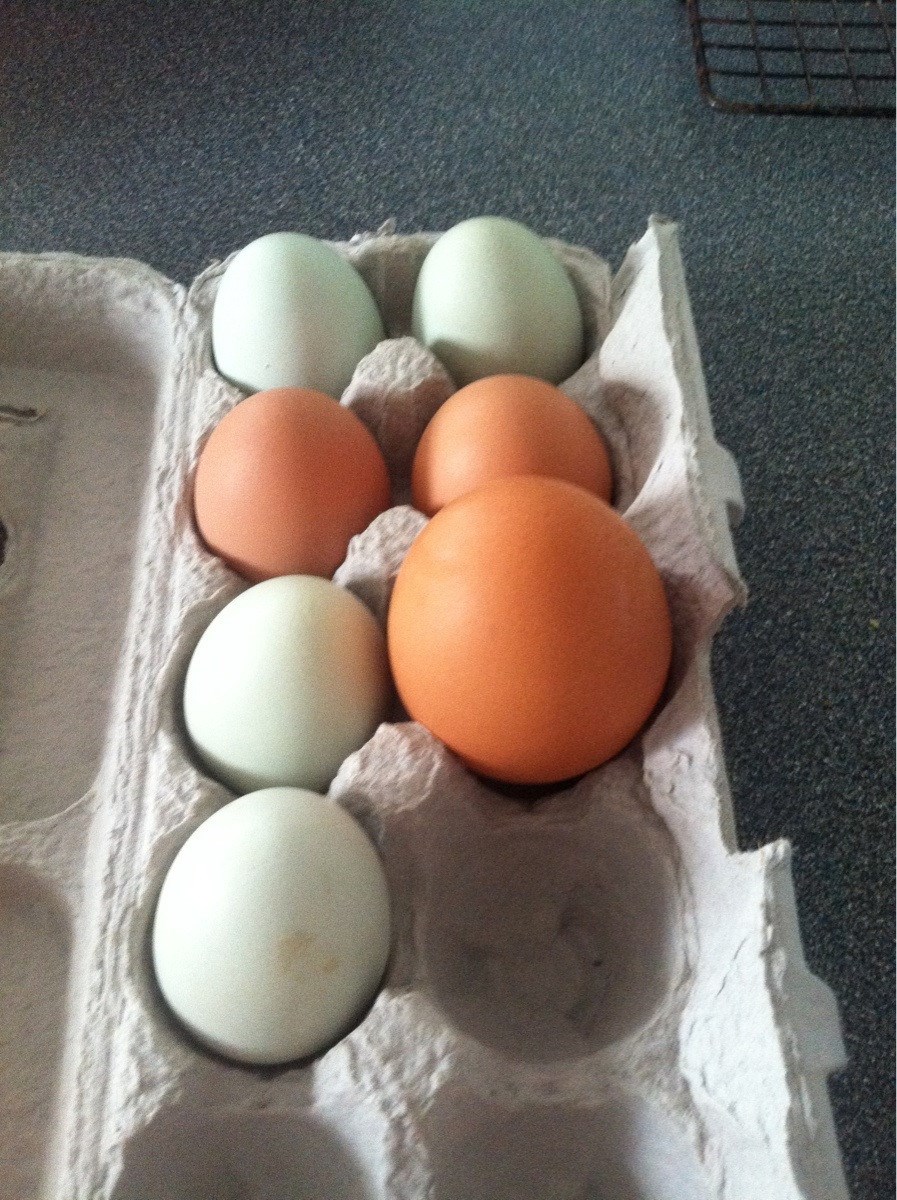 Jadna kokoš se baš potrudila