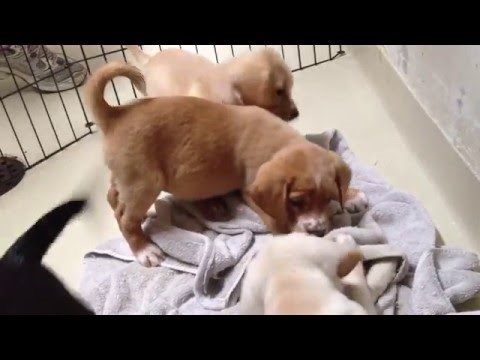 Presretna obitelj psića na okupu prvi put u četiri godine!