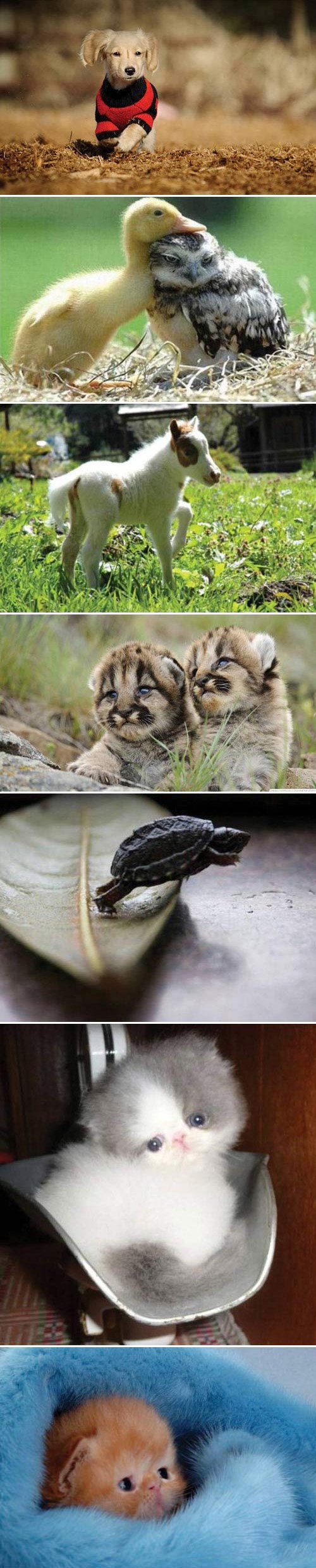 Mala galerija slatkoće: Uljepšaj si ponedjeljak