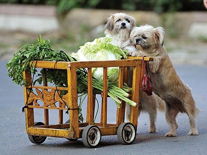 Draga, ubija me to tvoje furanje na vegetarijanstvo!