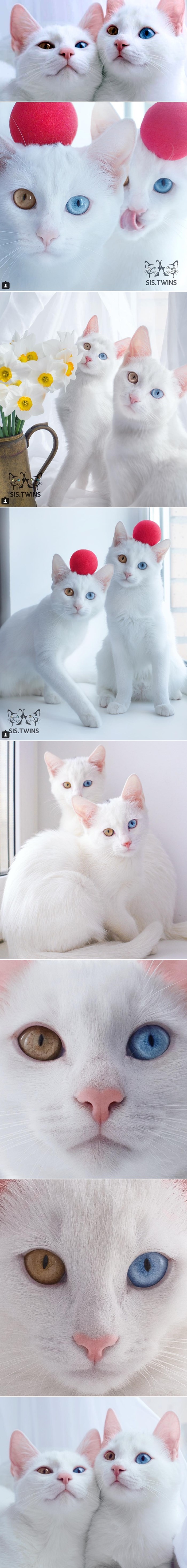 Izgubite se u ljepoti šarenih okica ove dvije mace blizanke