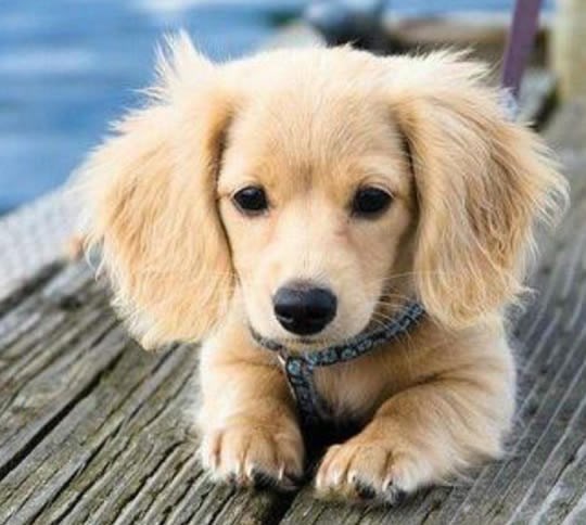 Medeni križanac zlatnog retrievera i jazavčara