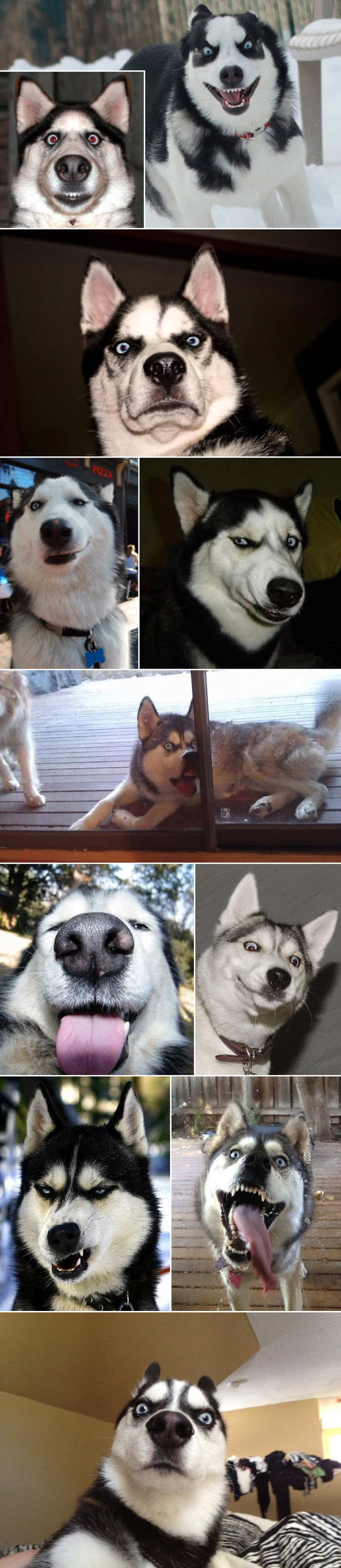 Opičeni haskiji imaju najluđe face