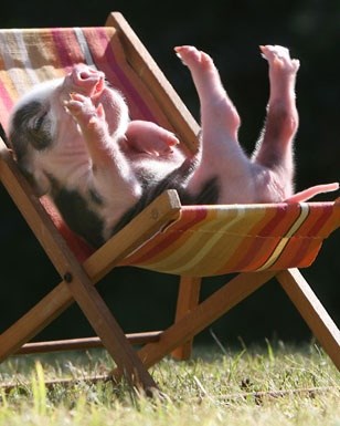 Uživao kao prasence!