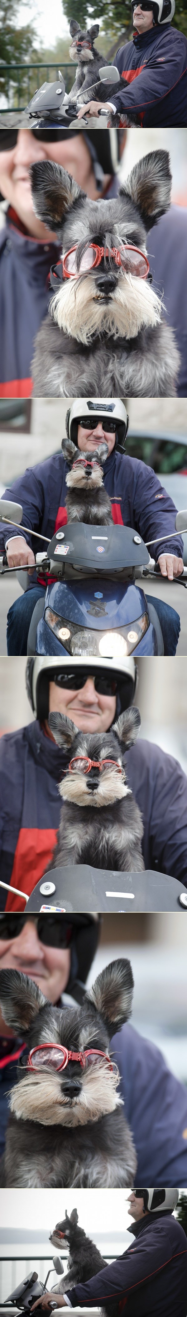 Patuljasti šnaucer Timi obožava vožnju na motoru