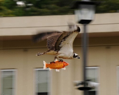Ptica ima tri želje, prva je "zlatna ribica"