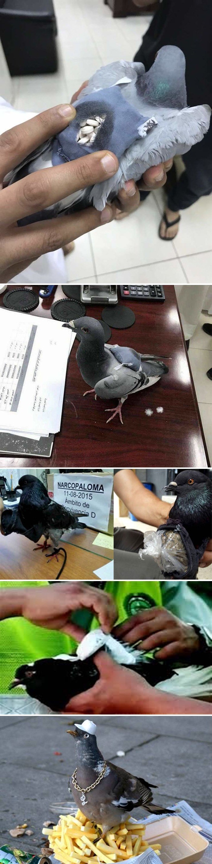 Golub uhvaćen nakon što je pokušao prokrijumčariti 178 tableta ekstazija preko granice!