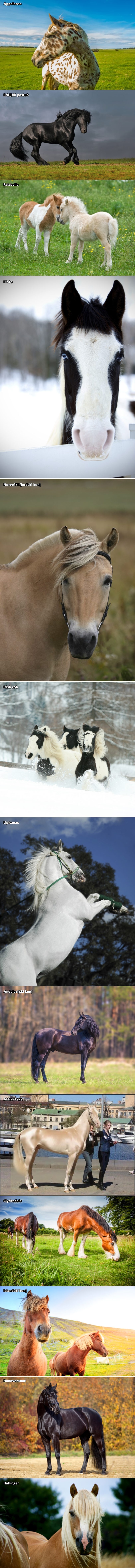Ovih 13 konjsih pasmina možda izgleda gotovo fotošopirano, ali su sto posto pravi i prelijepi!