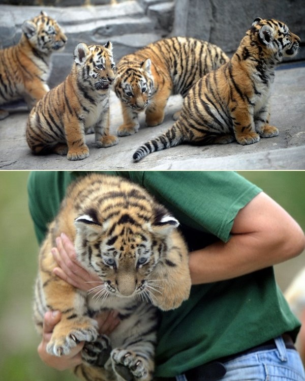 Odaberi najslađeg - ako možeš