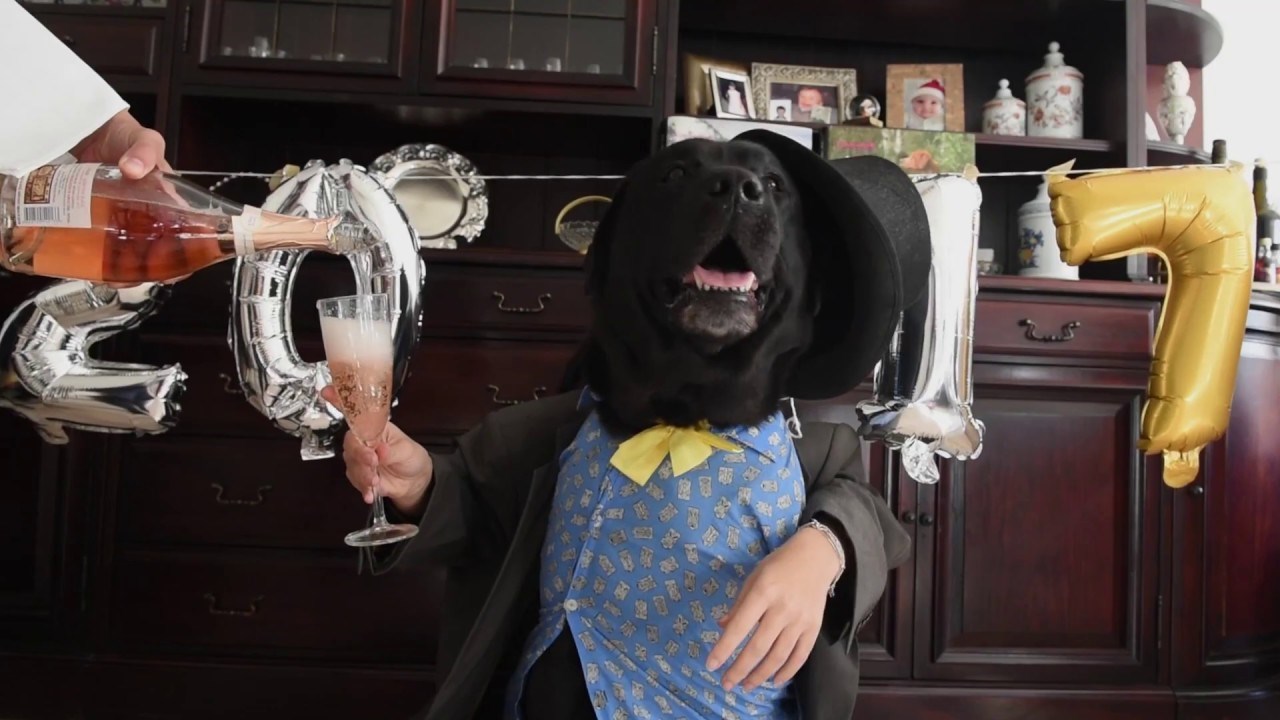 VIDEO Kako je novogodišnji pas dočekao ulazak u 2017. godinu