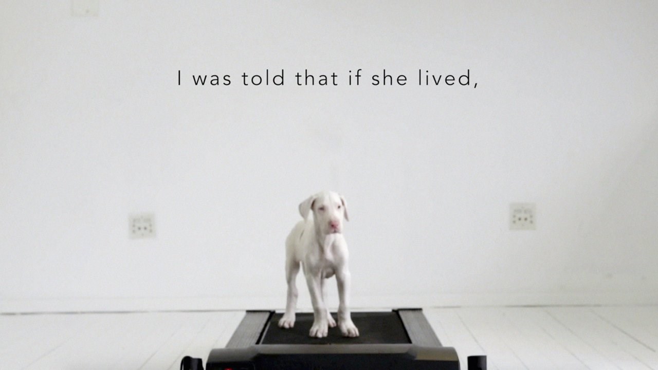 VIDEO: Slatki psić vam se pred očima pretvara u lijepog velikog psa