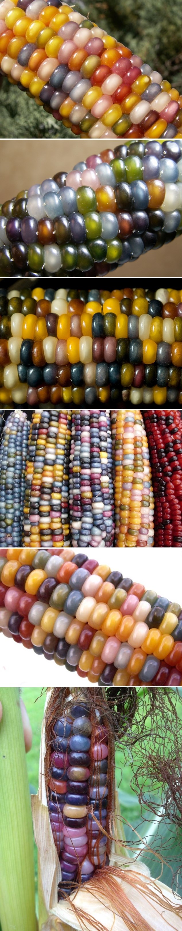 Čudo prirode: Šareni kukuruz sa zrnjem poput dragog kamenja