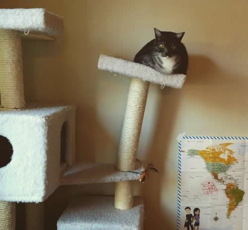 Prvi znak da ti se mačor deblja