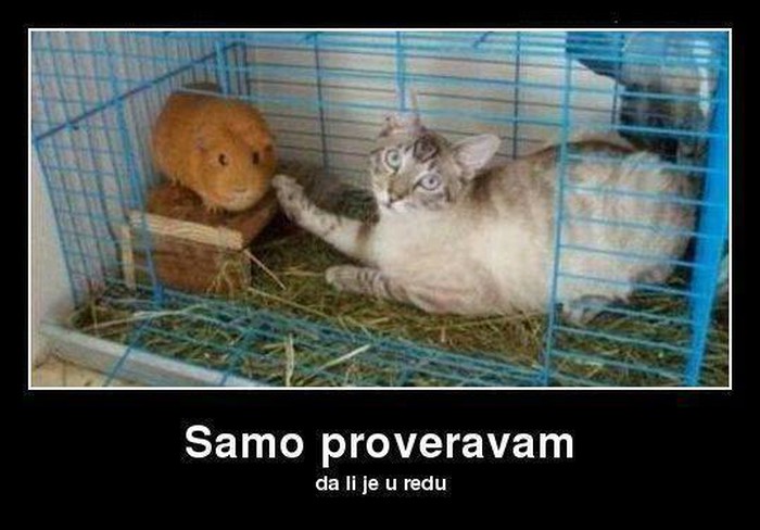 Dobar zamorac, draaagi, ne bi mu ja ništa!