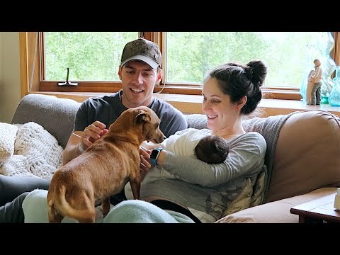 Kućni ljubimci se po prvi puta susreću s prinovom u obitelji