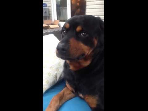 VIDEO Rotvajler je pred kamerom pokazao svoje najstrašnije lice!