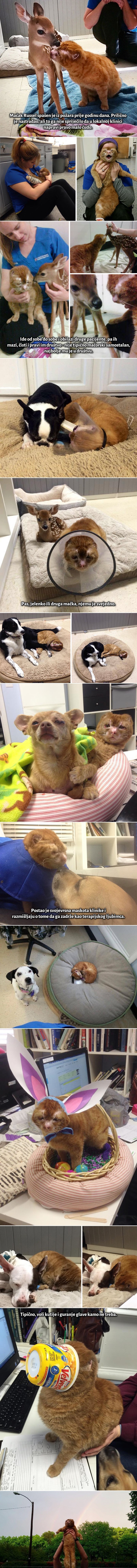 GALERIJA: Mačak preživio požar, u novom životu odlučio pomagati unesrećenima