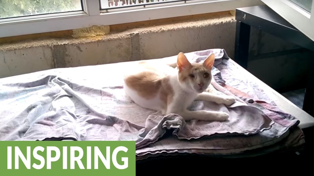 JADAN MAČAK: Našli su ga na ulici bez jednog oka, jedva je stajao