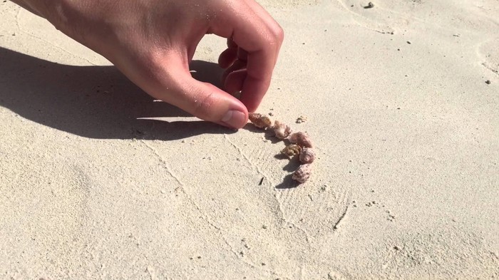 VIDEO: Račiću su pomogli pronaći novu kućicu iz snova