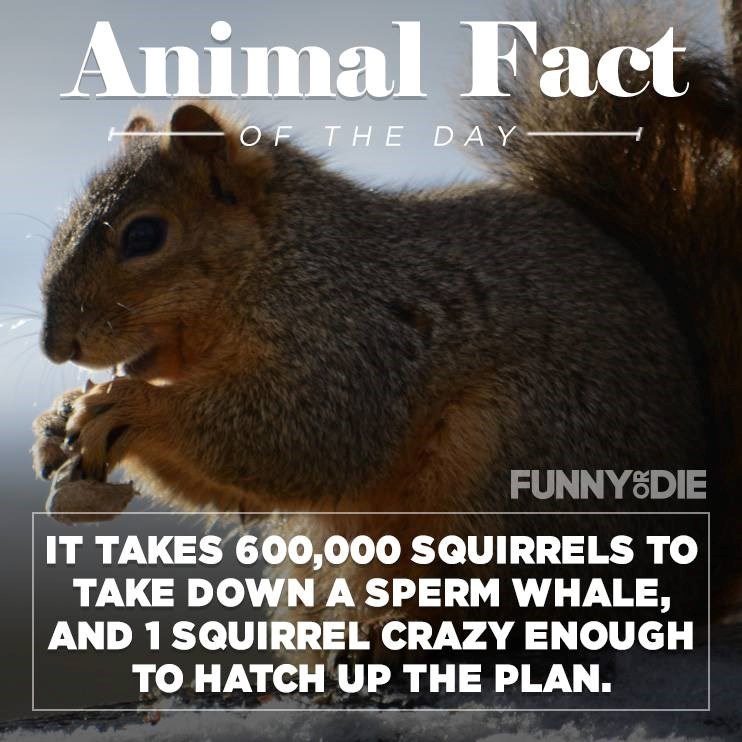 Koliko vjeverica treba za prebiti kita?