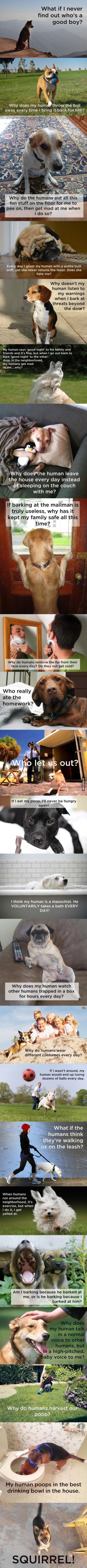 Otkrivena tajna psećeg uma: Evo što stvarno misle