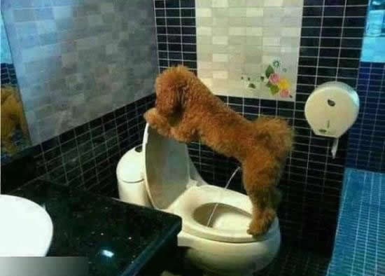 Ovako ni neke muškarce ne možeš izdresirati