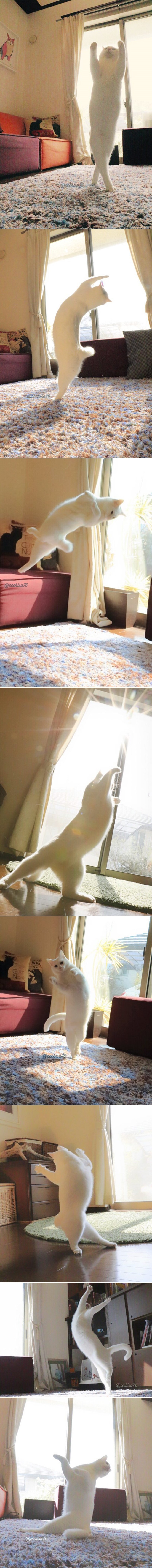 Snimka sa skrivene kamere zbunila znanstvenike: Mačka balerina?