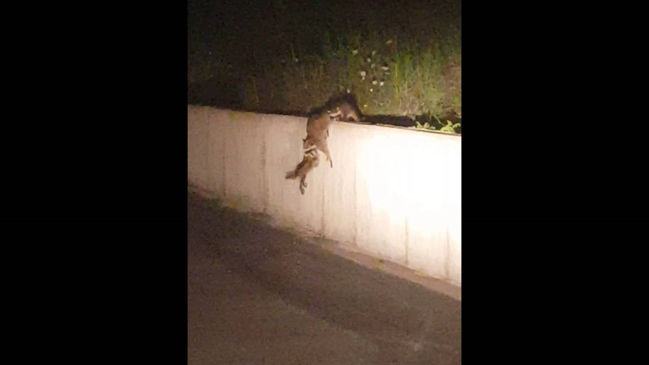 Pogledajte kako je pametna mama rakunka spasila život svojoj dječici!