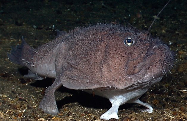 Riba s nogama hoda dnom mora?