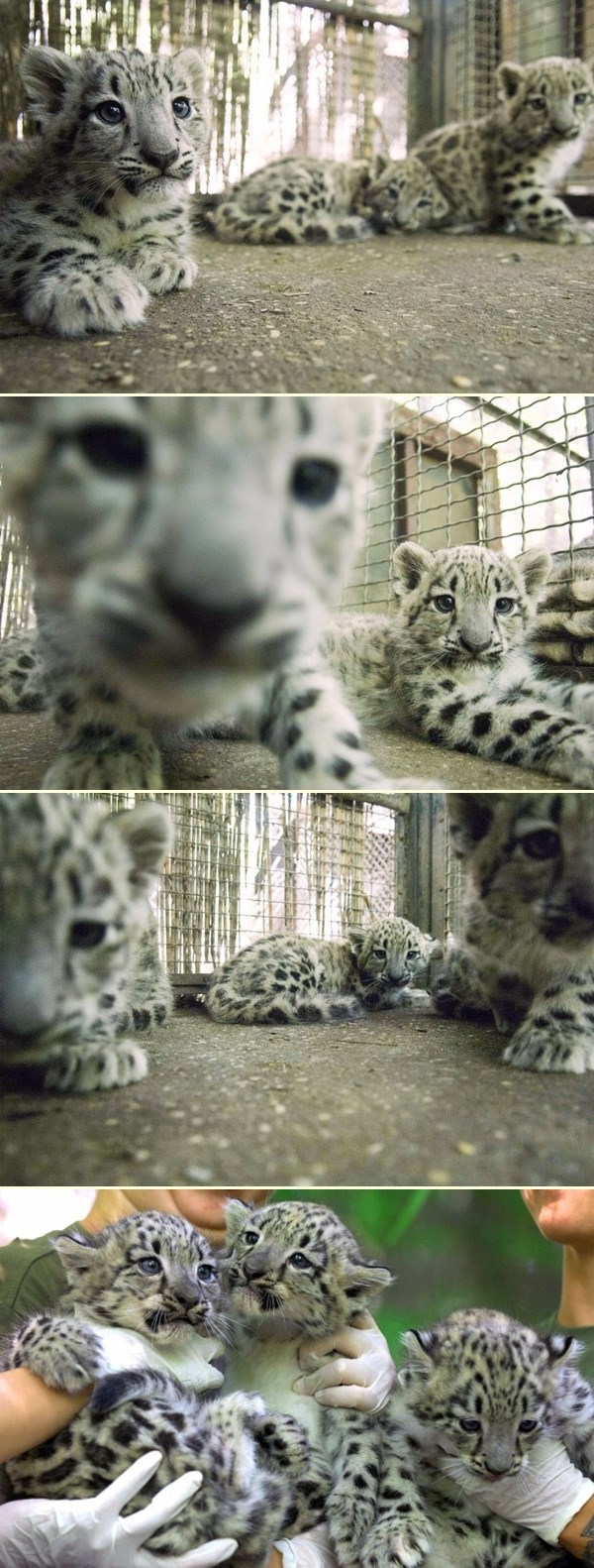 Tri preslatka mala snježna leoparda stigla na svijet