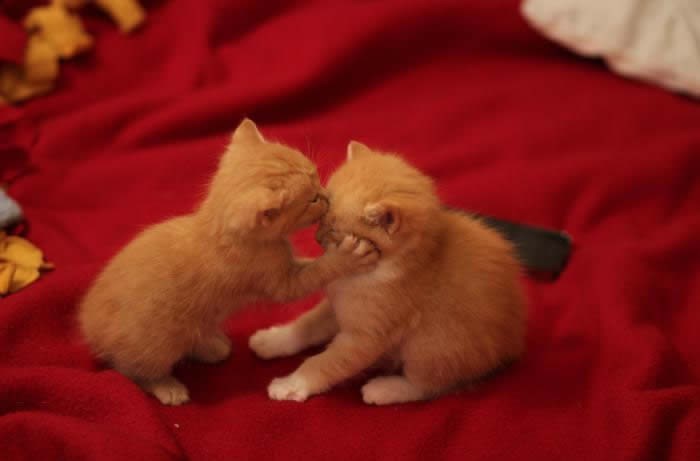 Pusa u čelo: Sori, ali ja bi da smo samo prijatelji, može?