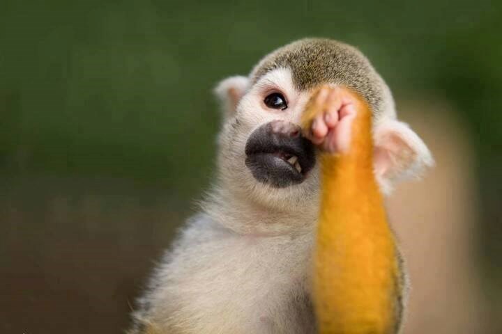 Nešto sam sramželjiv danas...