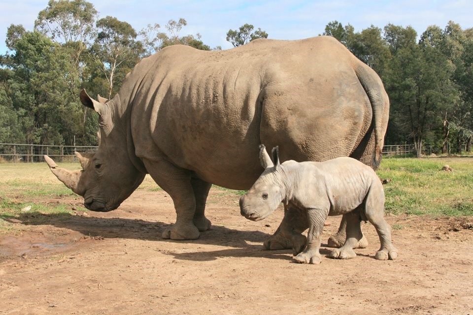 Mali nosorogić u jutarnjoj šetnji s mamom